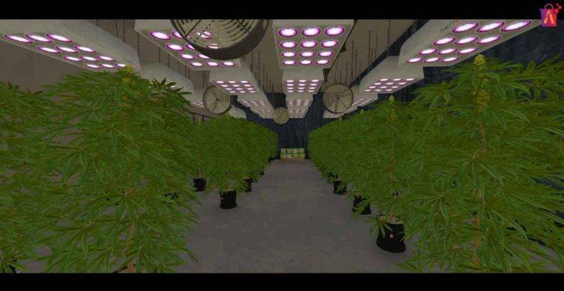 Weed Farm FiveM